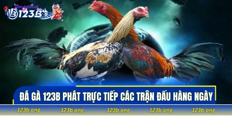 Đá gà 123B phát trực tiếp các trận đấu hàng ngày