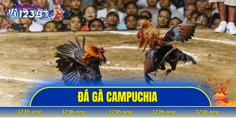 Đá gà Campuchia