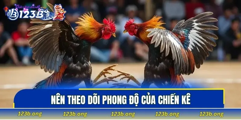 Nên theo dõi phong độ của chiến kê trong trận đấu gần dây