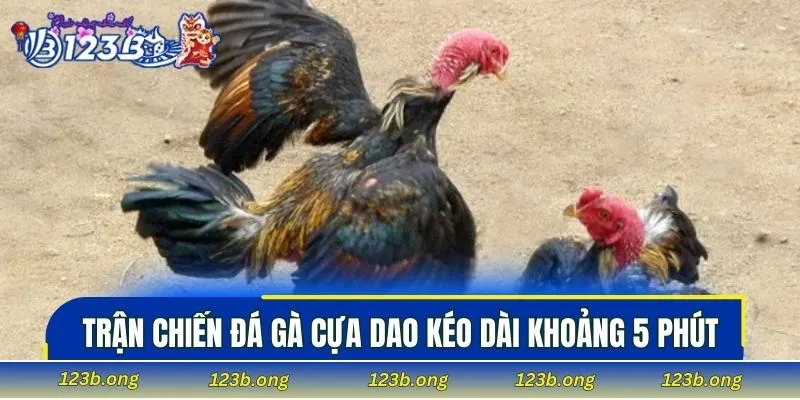 Trận chiến đá gà cựa dao kéo dài khoảng 5 phút